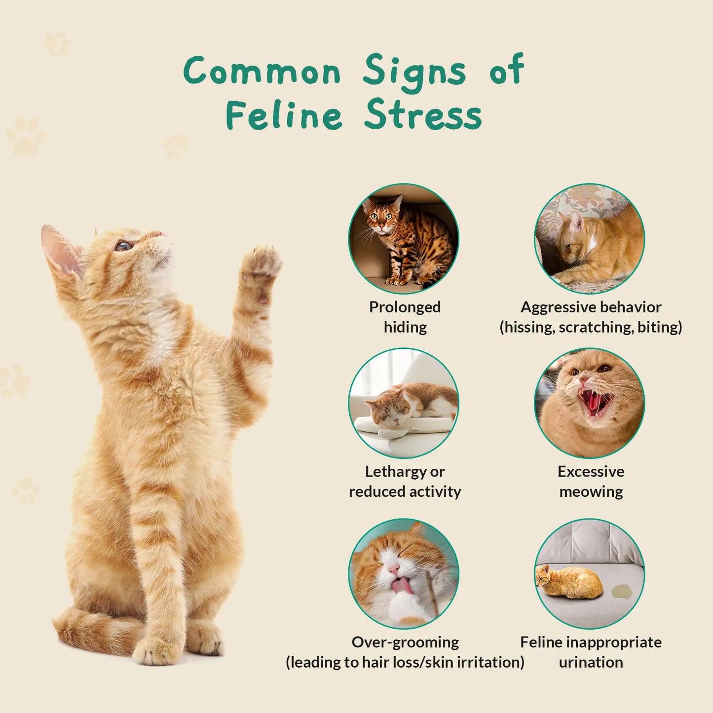 PAWITH Cat Calming Patches (7 Patches per Box) - Long-Lasting Relief for Multi-Cat Households, Travel, and Vet Visits, Reducing Conflicts and Stressful Behaviors for Up to 48 Hours